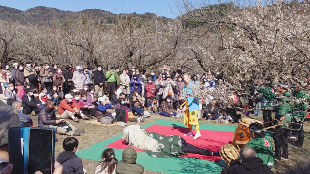 小田原梅まつり（曽我梅林と小田原城址公園）【小田原市】